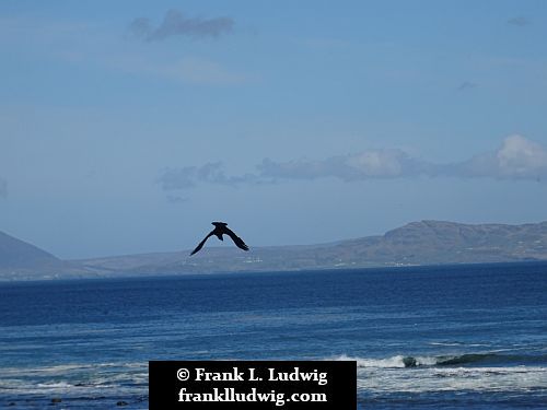 Ravens in Mullaghmore